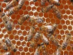 Honey bees on honeycomb